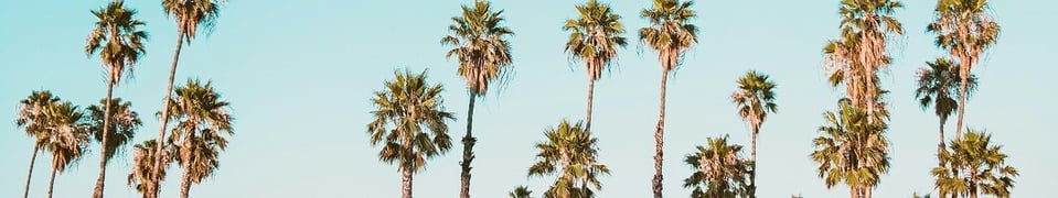 corey-agopian-palmtree_banner-unsplash